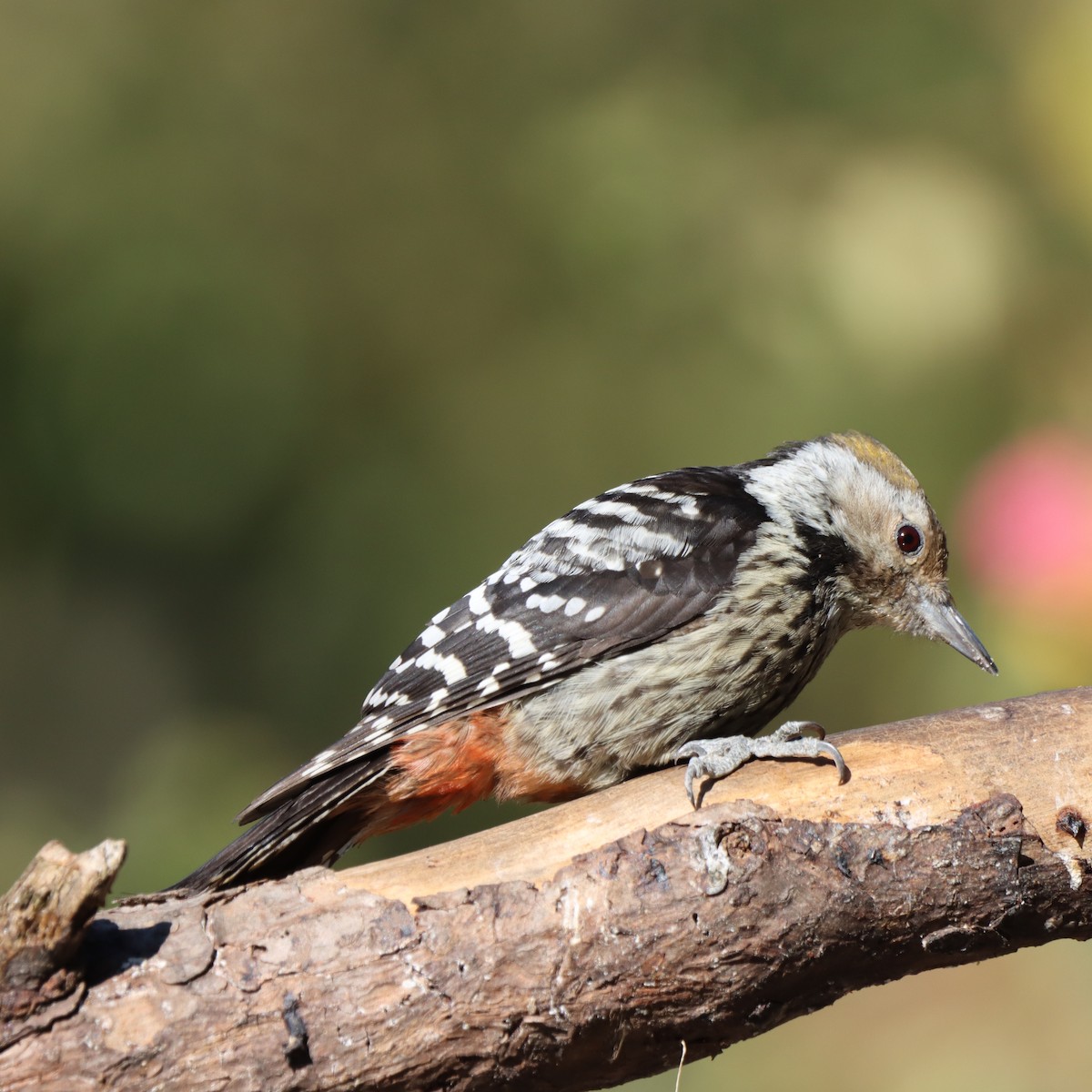 bergspett - ML647348285