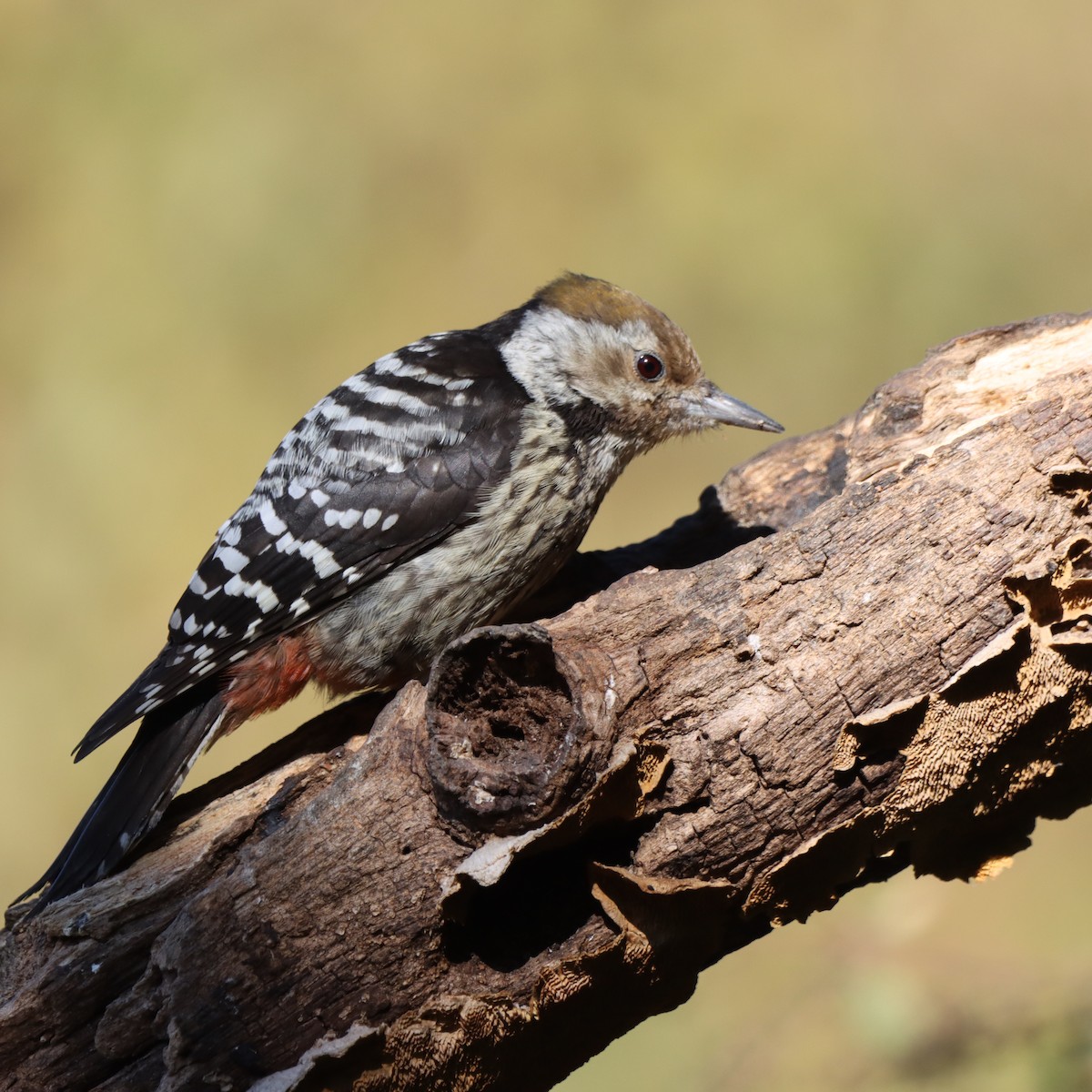 bergspett - ML647348290