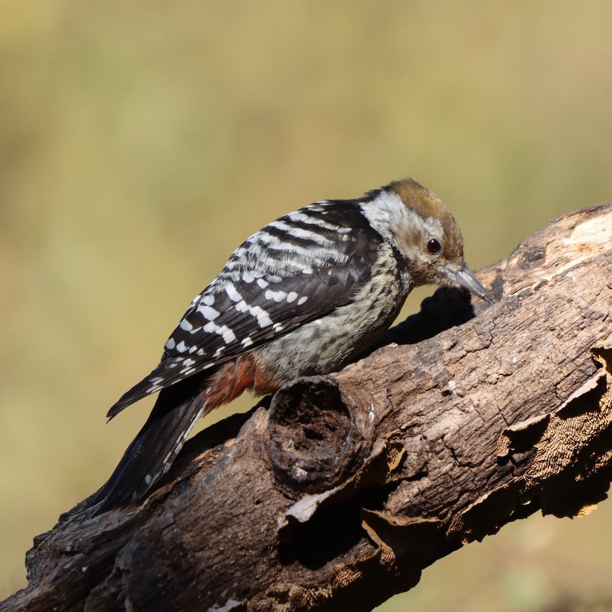 bergspett - ML647348292