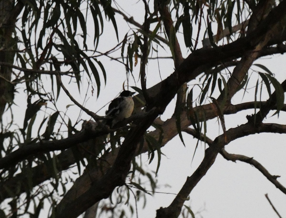Black-backed Butcherbird - ML647348298