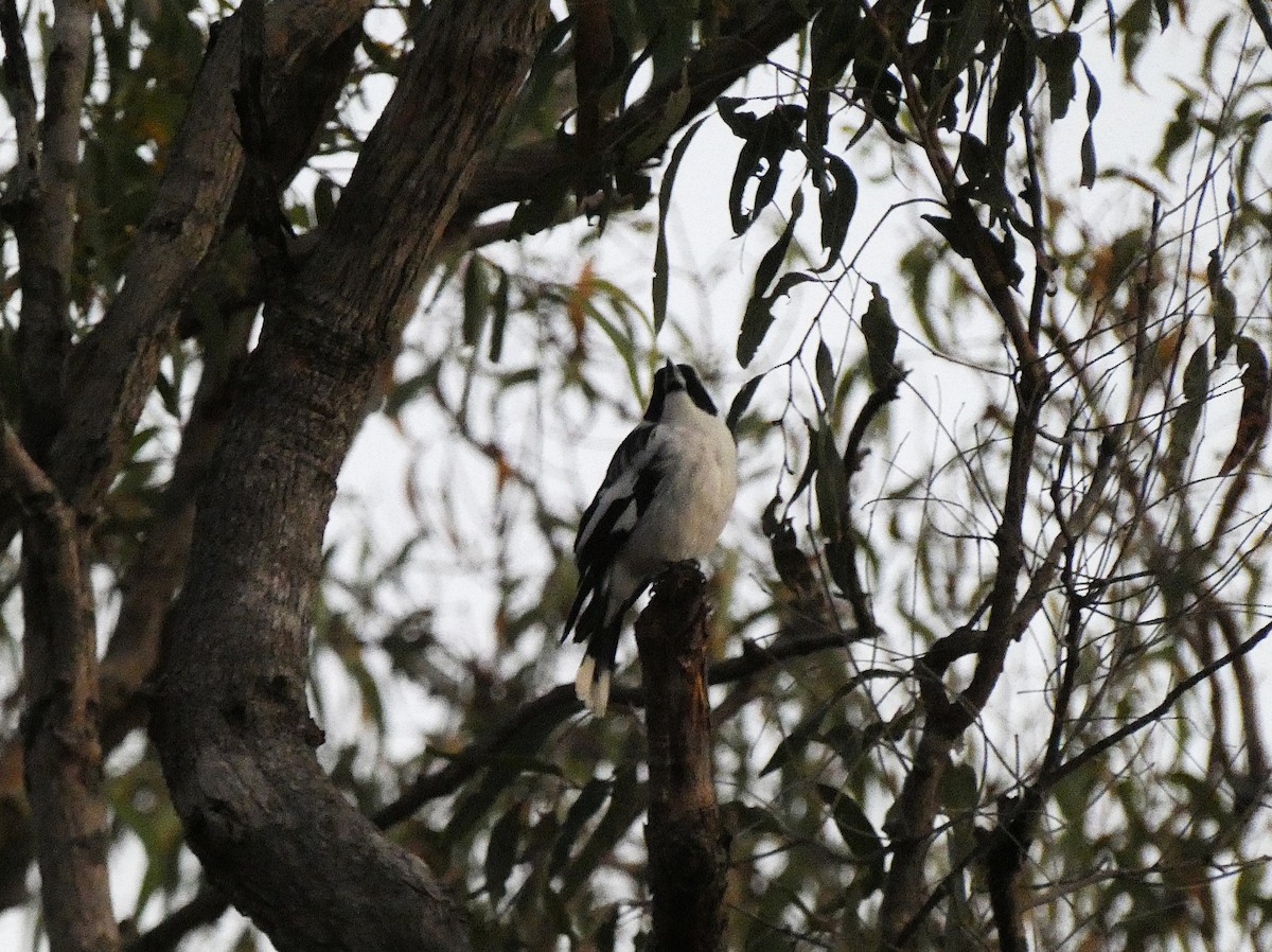 Black-backed Butcherbird - ML647348299