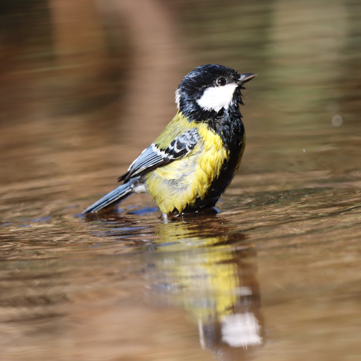 Green-backed Tit - ML647348301