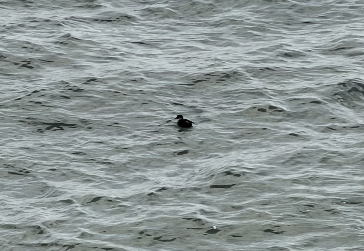 Ruddy Duck - ML647348303