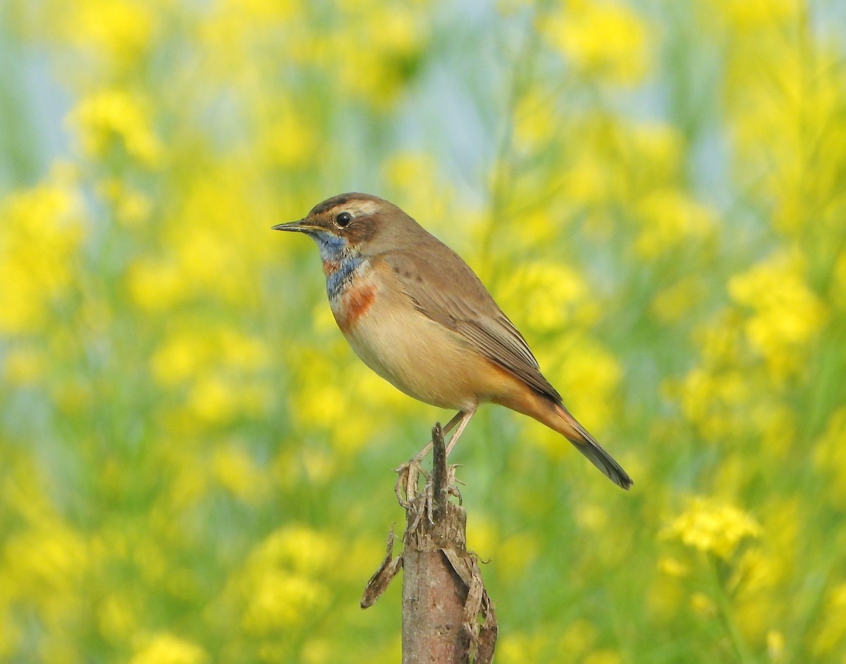 オガワコマドリ - ML647348307