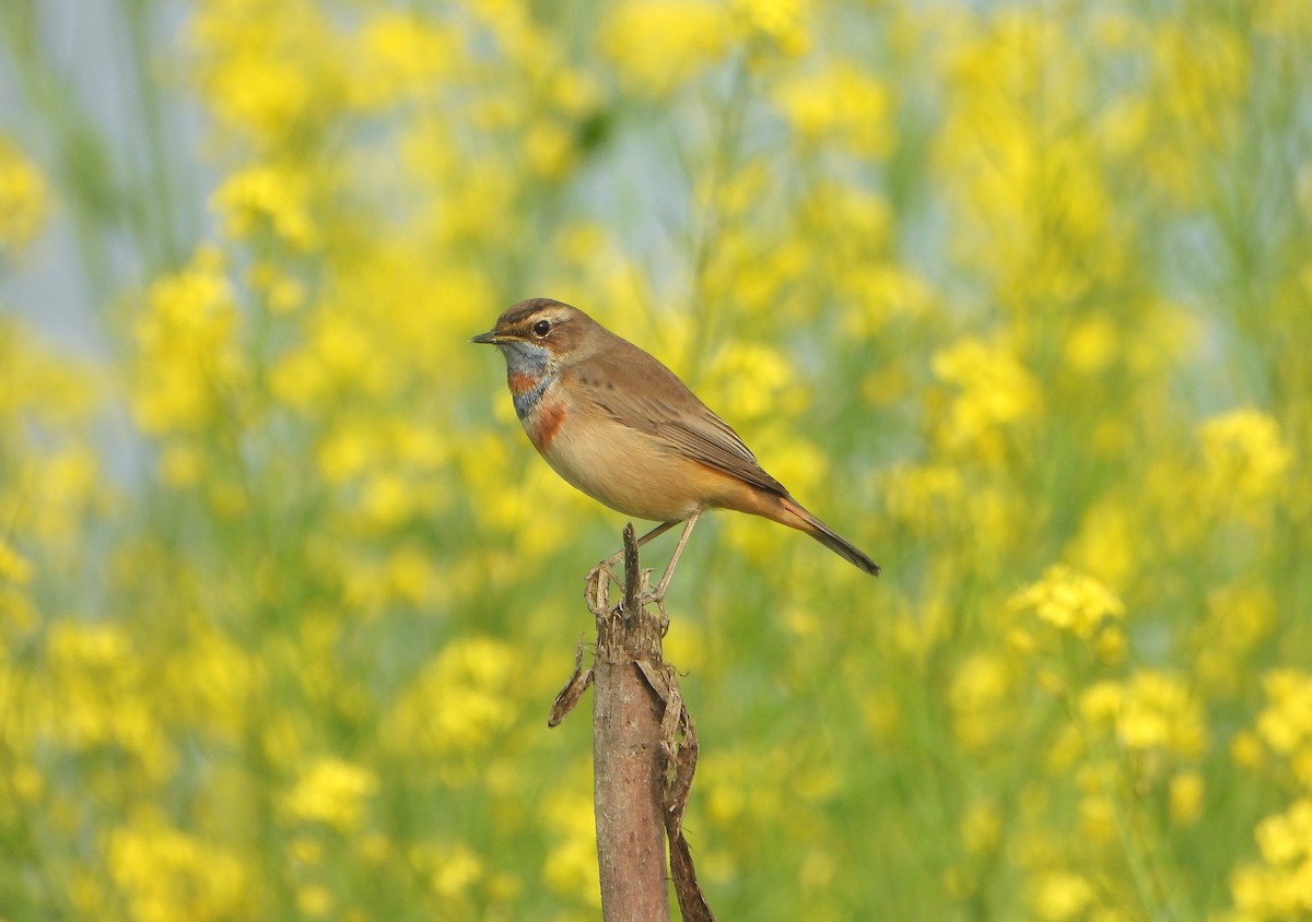 オガワコマドリ - ML647348309