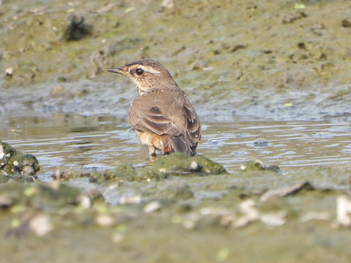 オガワコマドリ - ML647348310