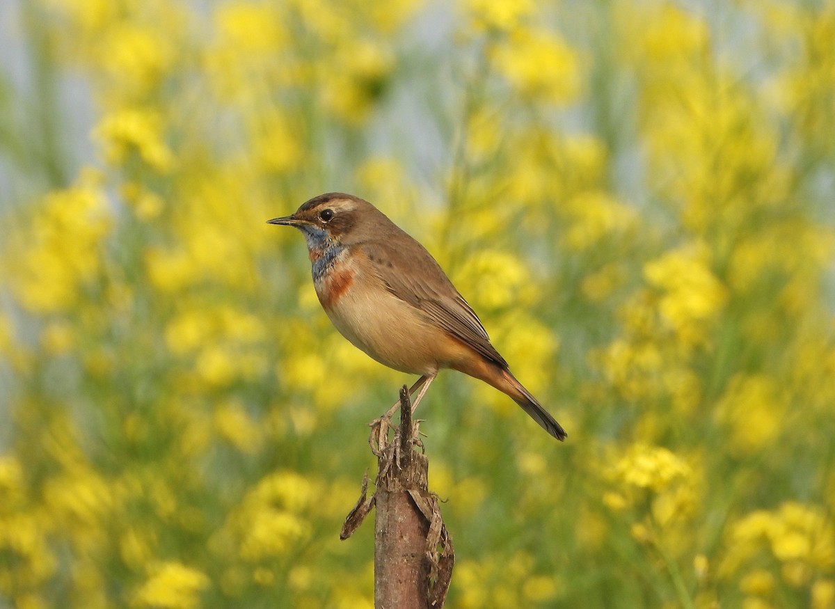 オガワコマドリ - ML647348311