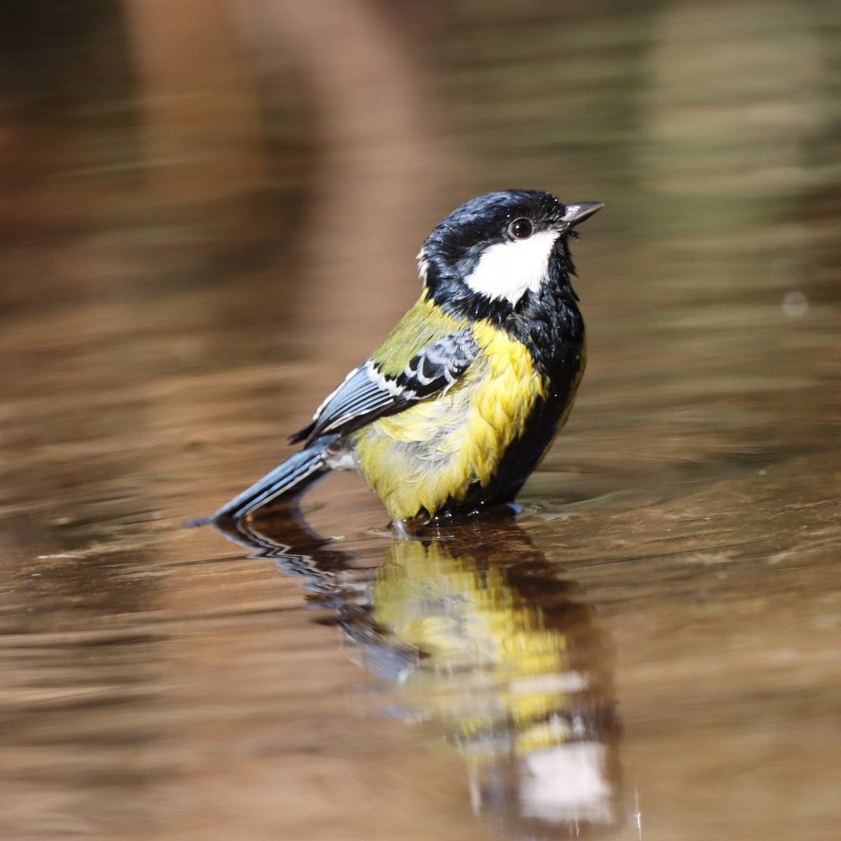 Green-backed Tit - ML647348312