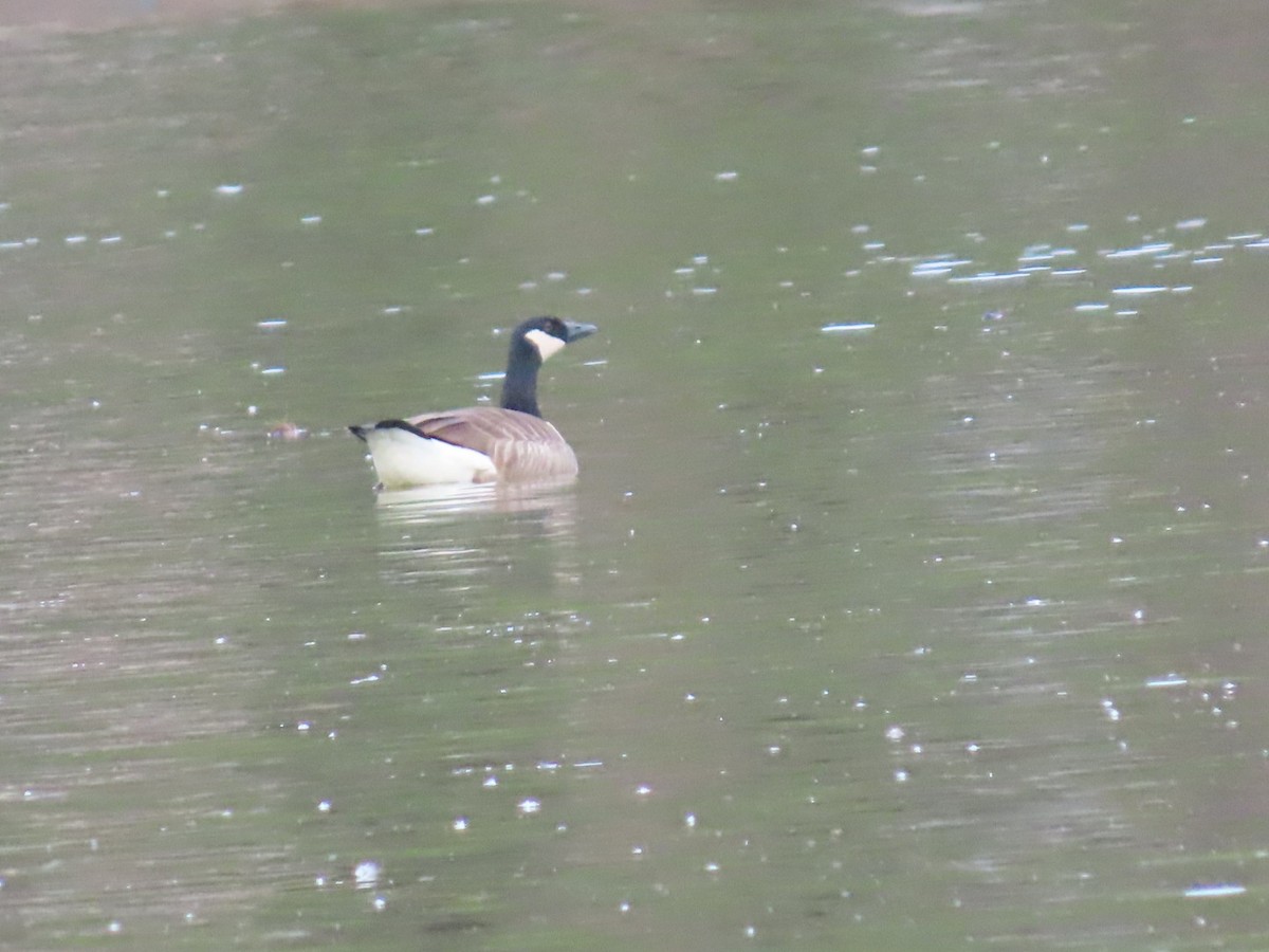 カナダガン - ML647348314