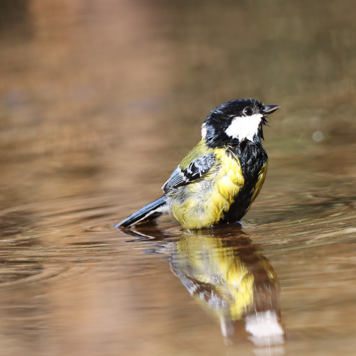Green-backed Tit - ML647348316