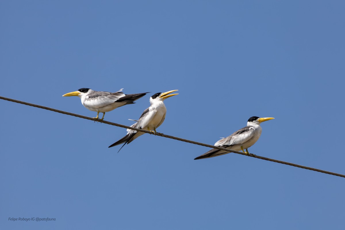 オオハシアジサシ - ML647348317