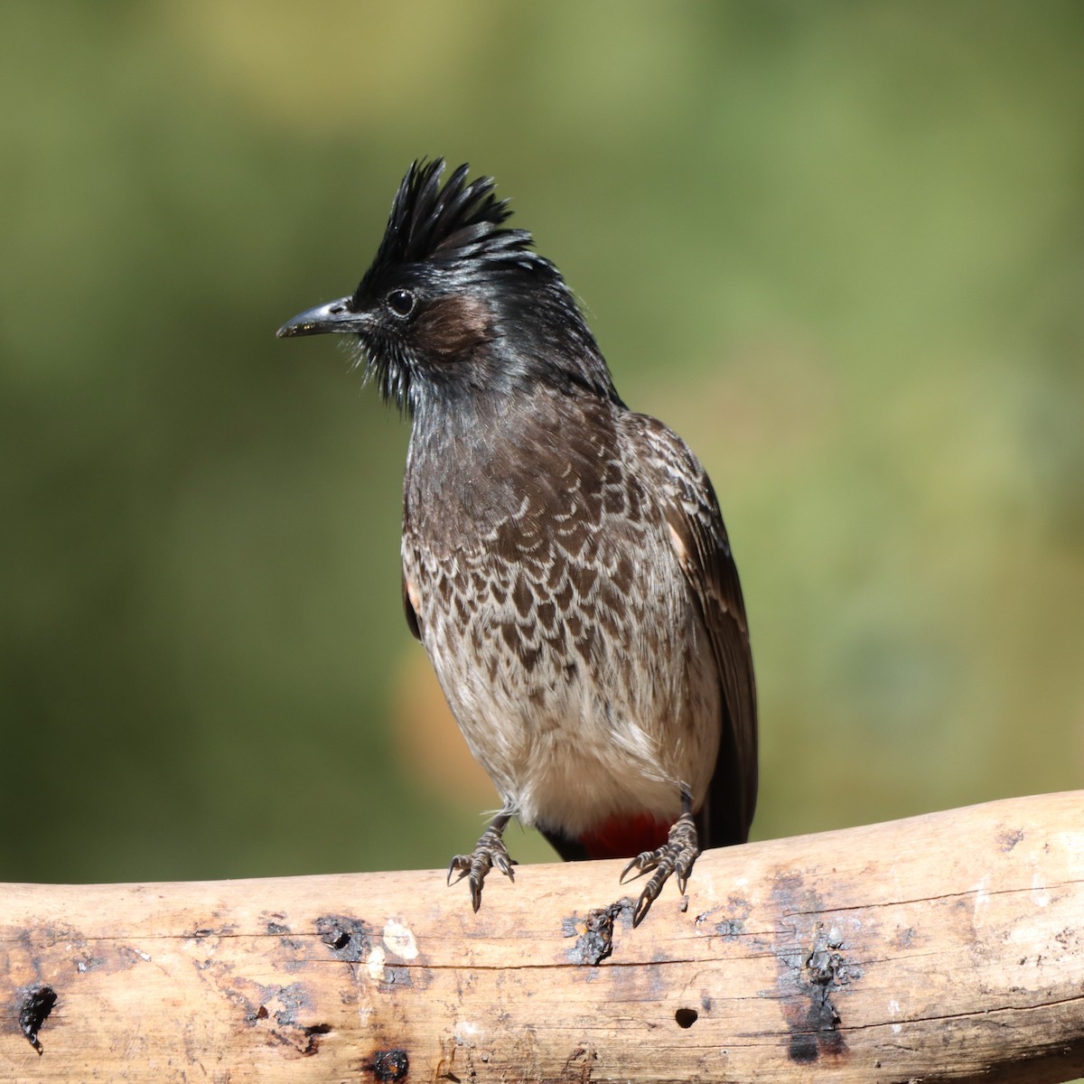 シリアカヒヨドリ - ML647348319