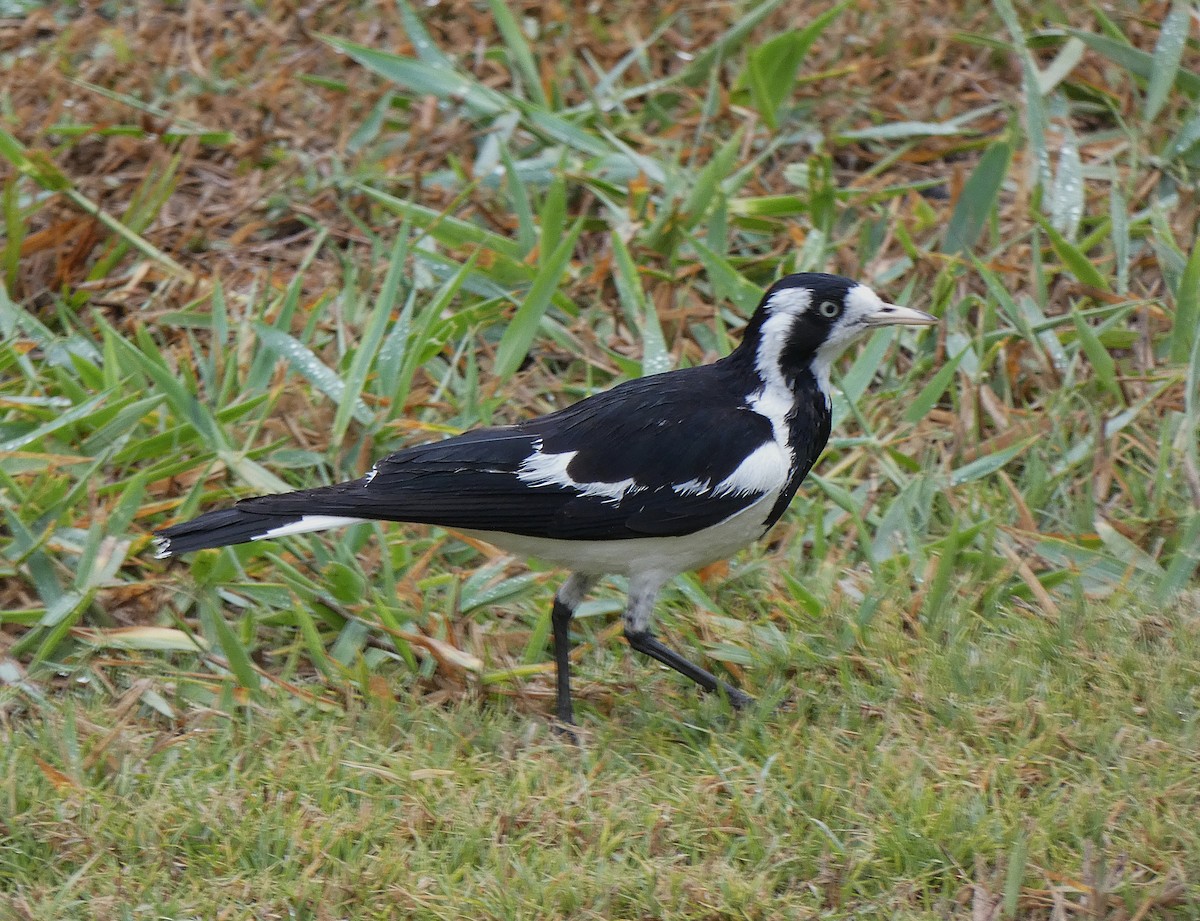 ツチスドリ - ML647348320