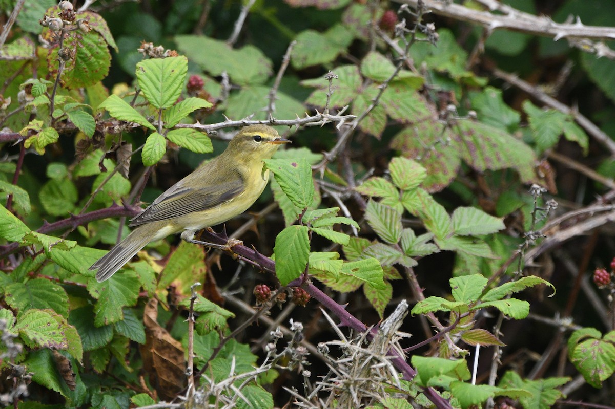 キタヤナギムシクイ - ML647348326