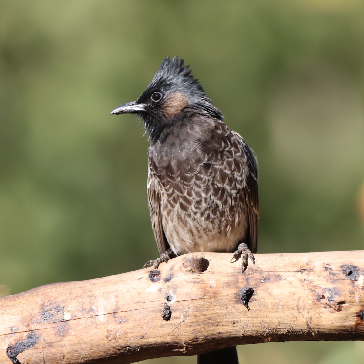 シリアカヒヨドリ - ML647348329