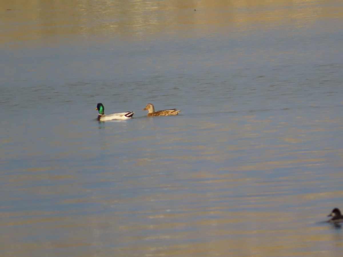 マガモ - ML647348330