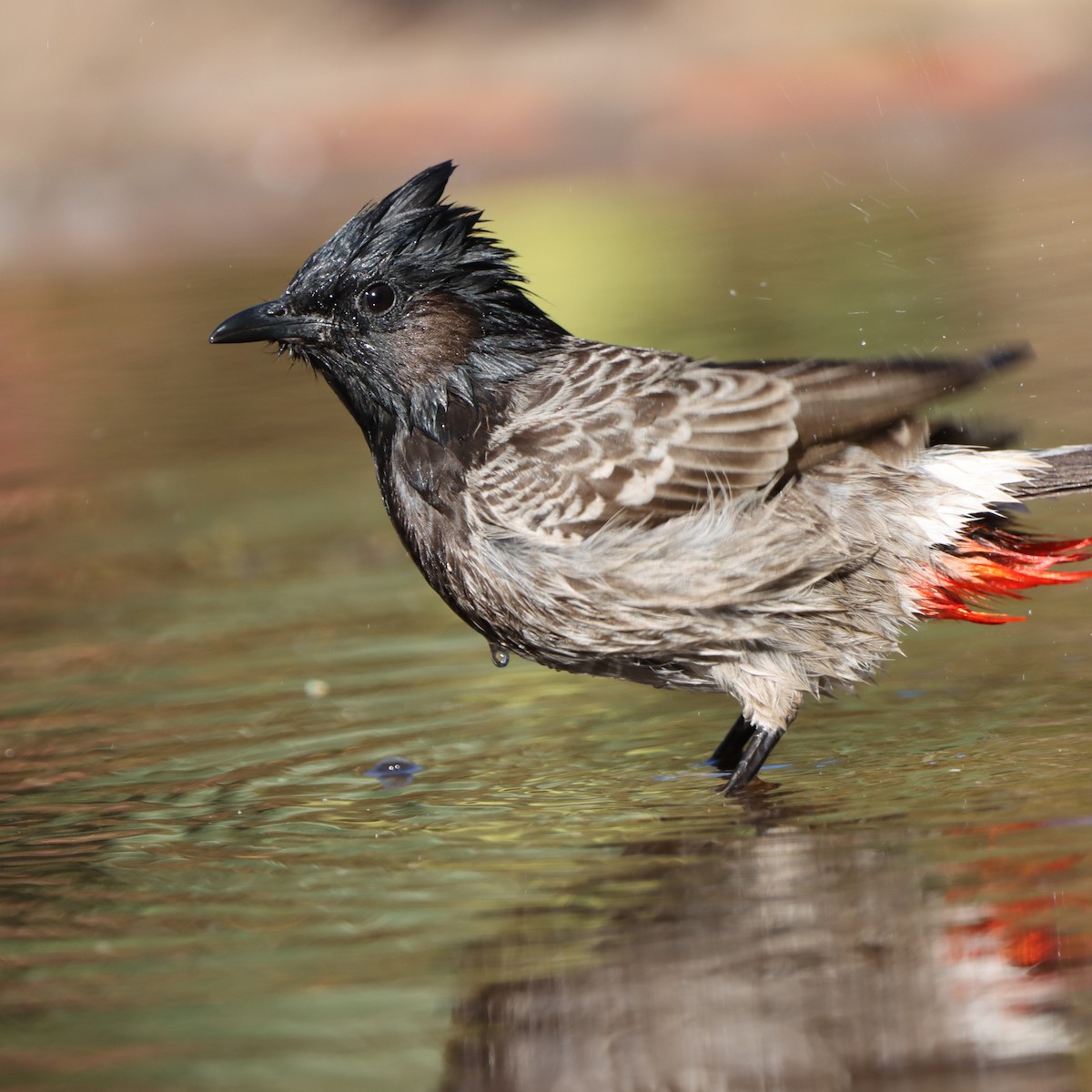 シリアカヒヨドリ - ML647348331