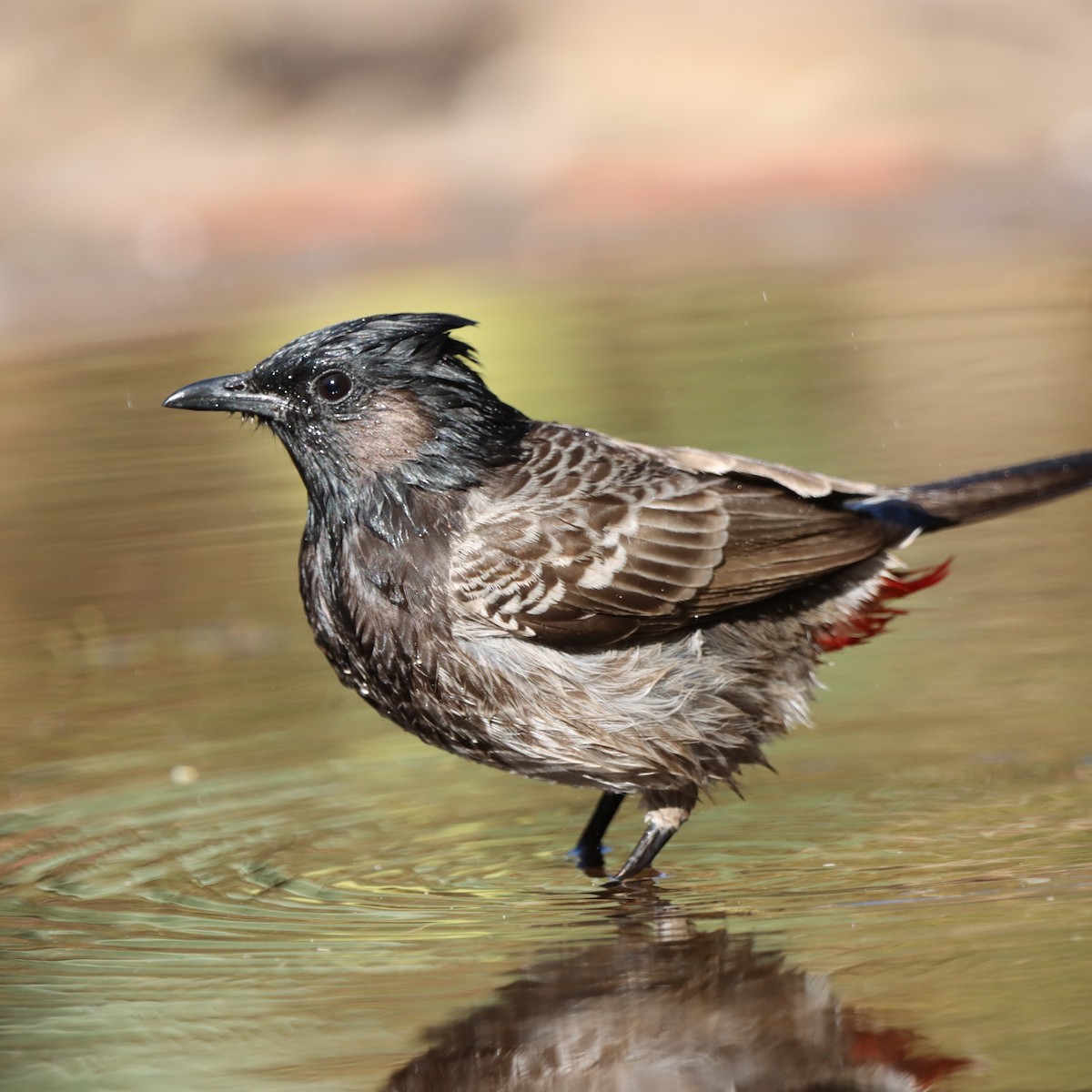 シリアカヒヨドリ - ML647348343