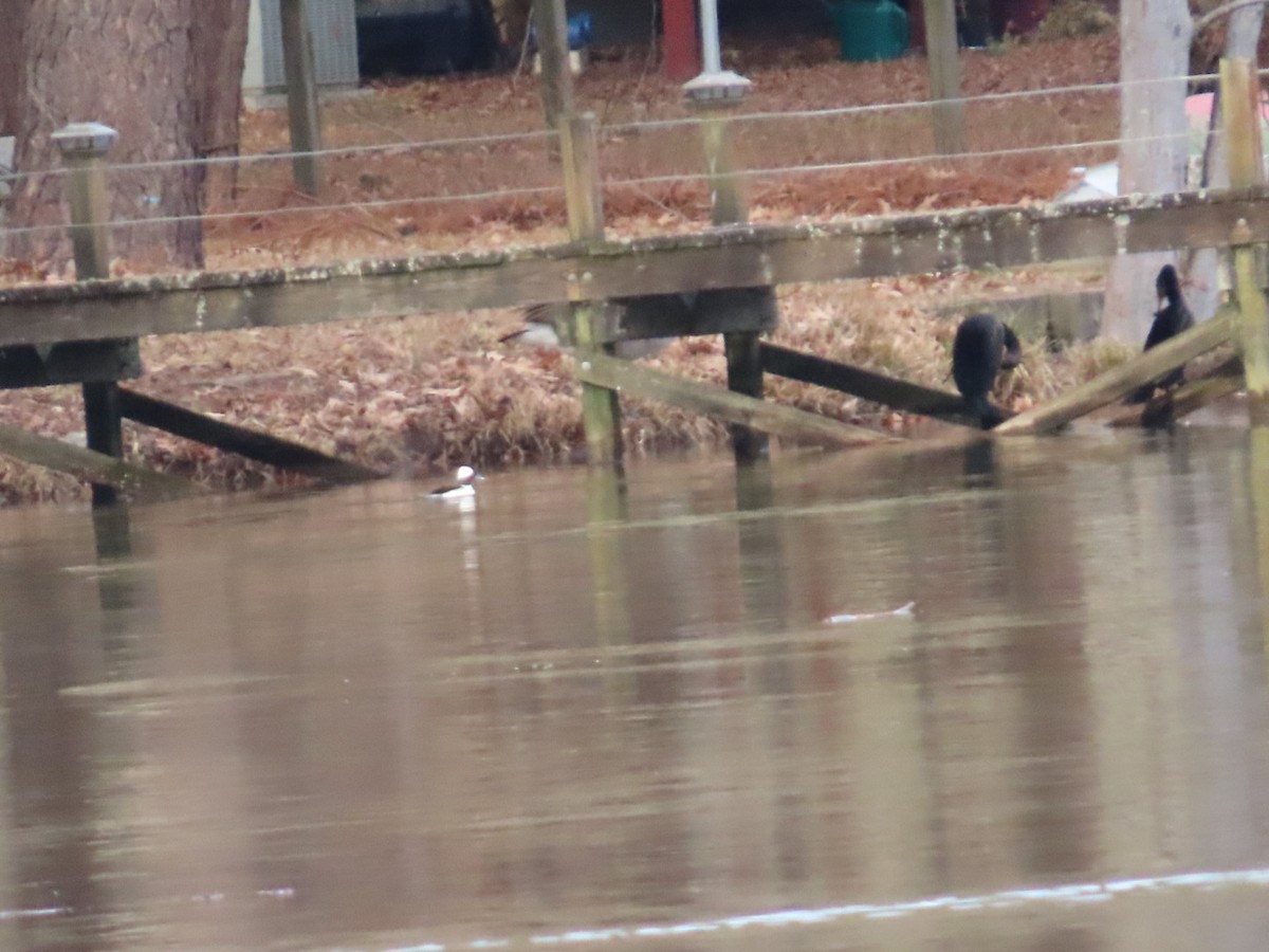 ヒメハジロ - ML647348345