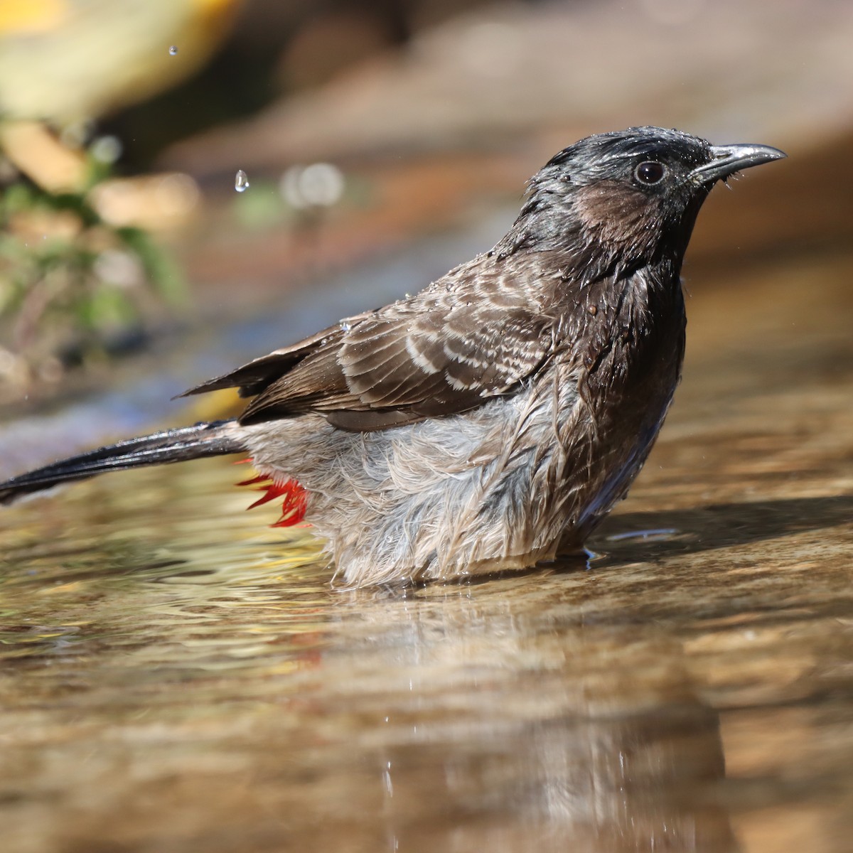 シリアカヒヨドリ - ML647348346