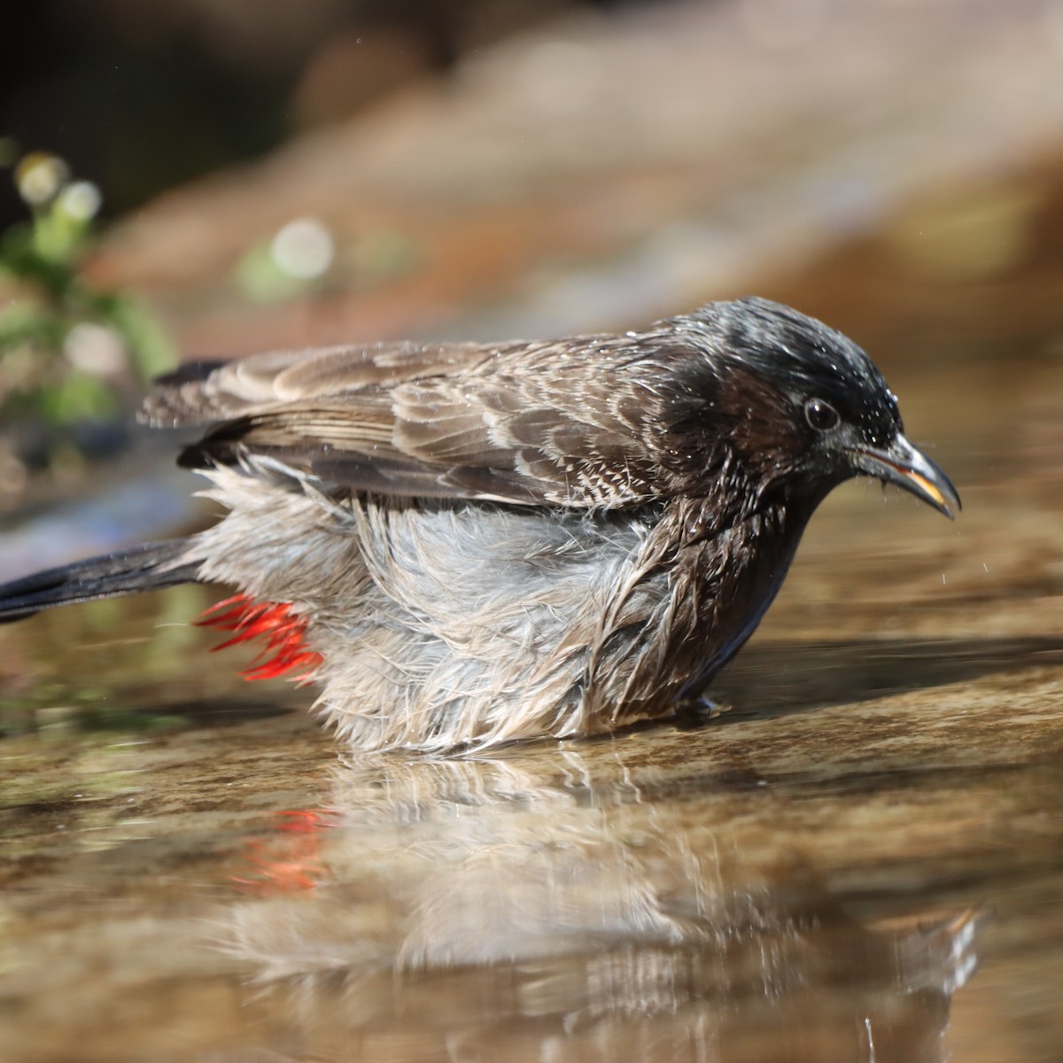 シリアカヒヨドリ - ML647348348