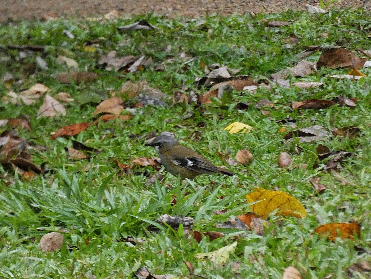 ハイガシラヤブヒタキ - ML647348349