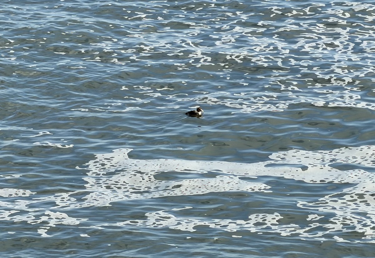 ホンケワタガモ - ML647348354