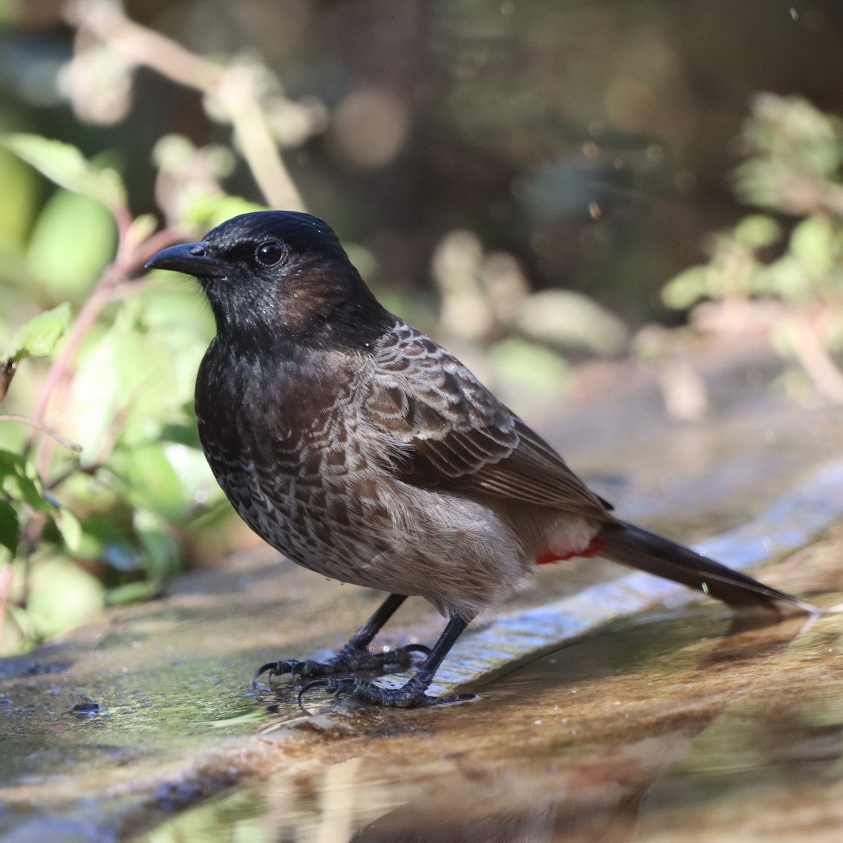 シリアカヒヨドリ - ML647348355