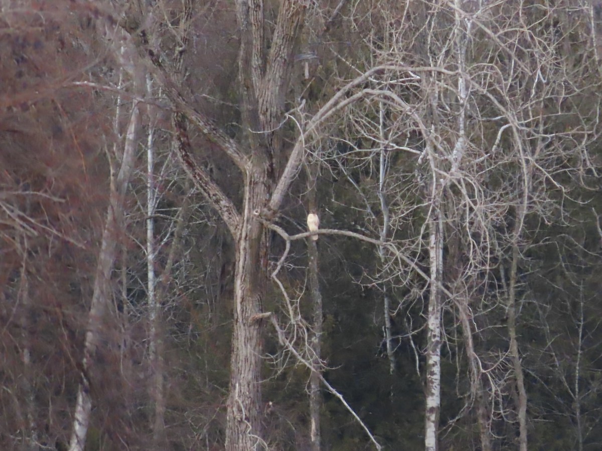 アカオノスリ - ML647348356