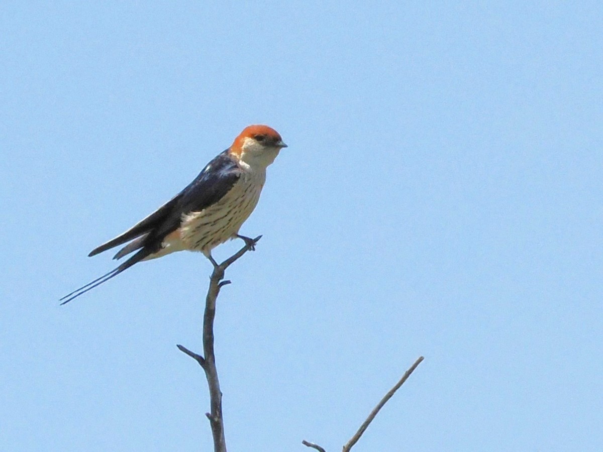 ズアカコシアカツバメ - ML647348357