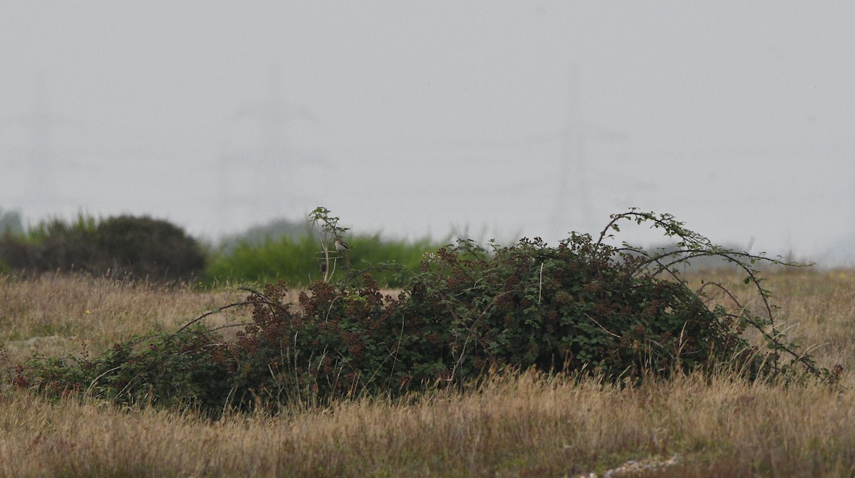 マダラヒタキ - ML647348358