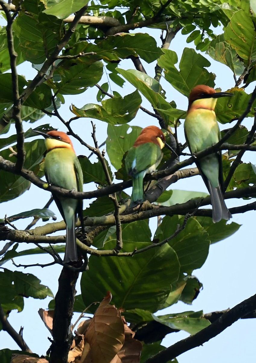 チャガシラハチクイ - ML647348359