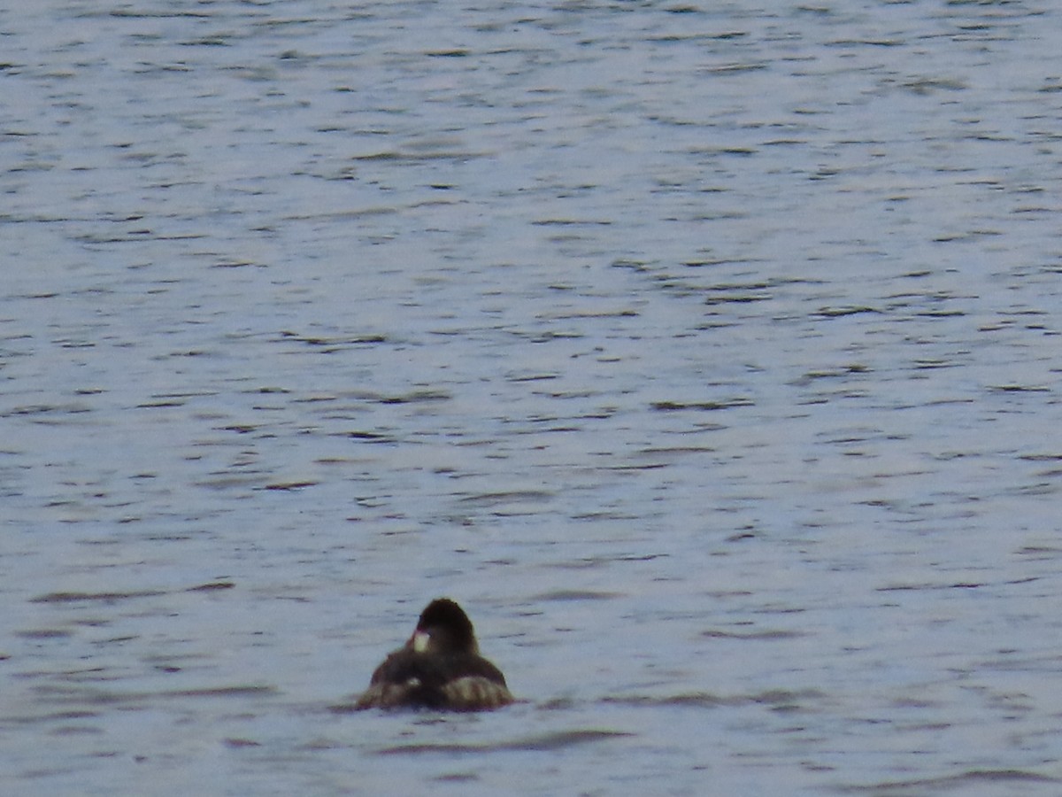 アカオタテガモ - ML647348362