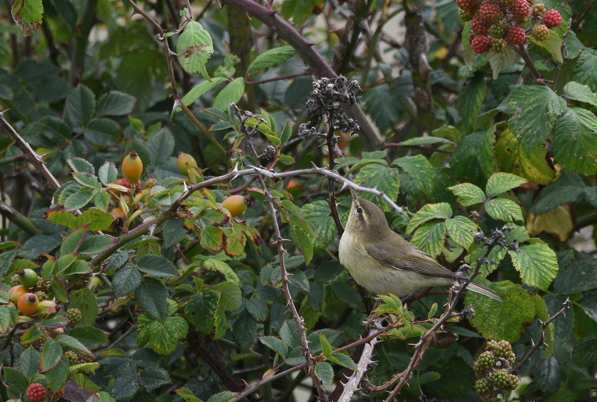 キタヤナギムシクイ - ML647348363