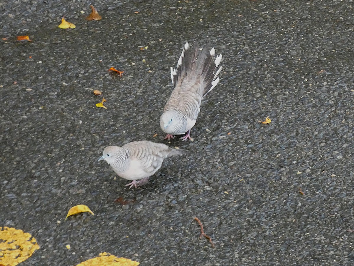 オーストラリアチョウショウバト - ML647348366