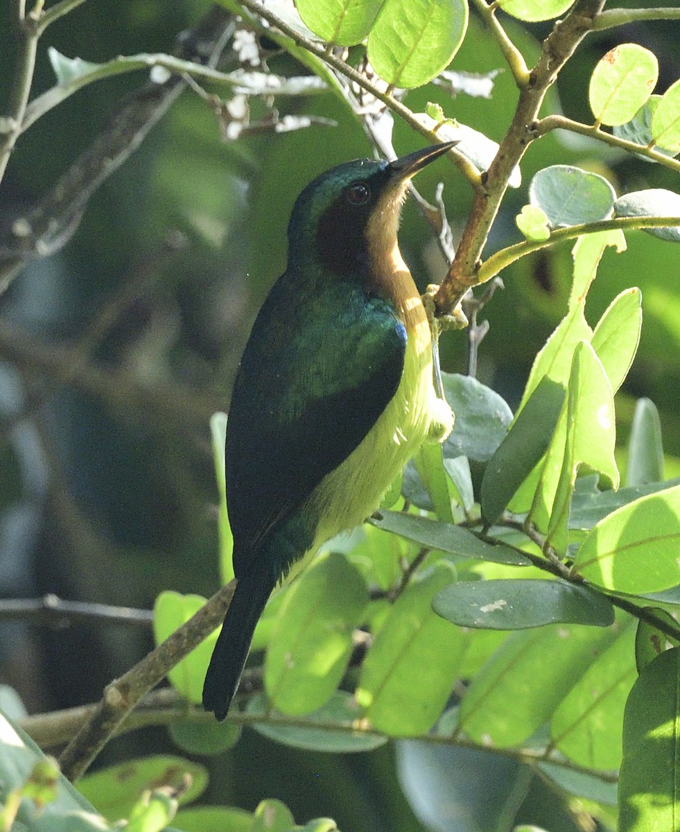 ホオアカコバシタイヨウチョウ - ML647348368