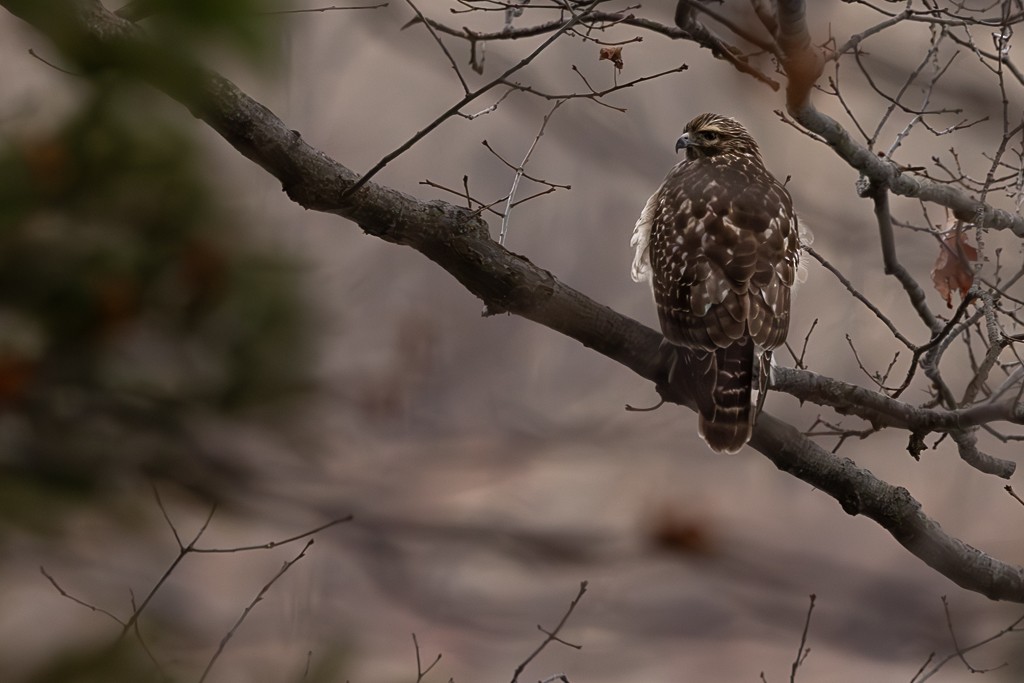 カタアカノスリ - ML647348369