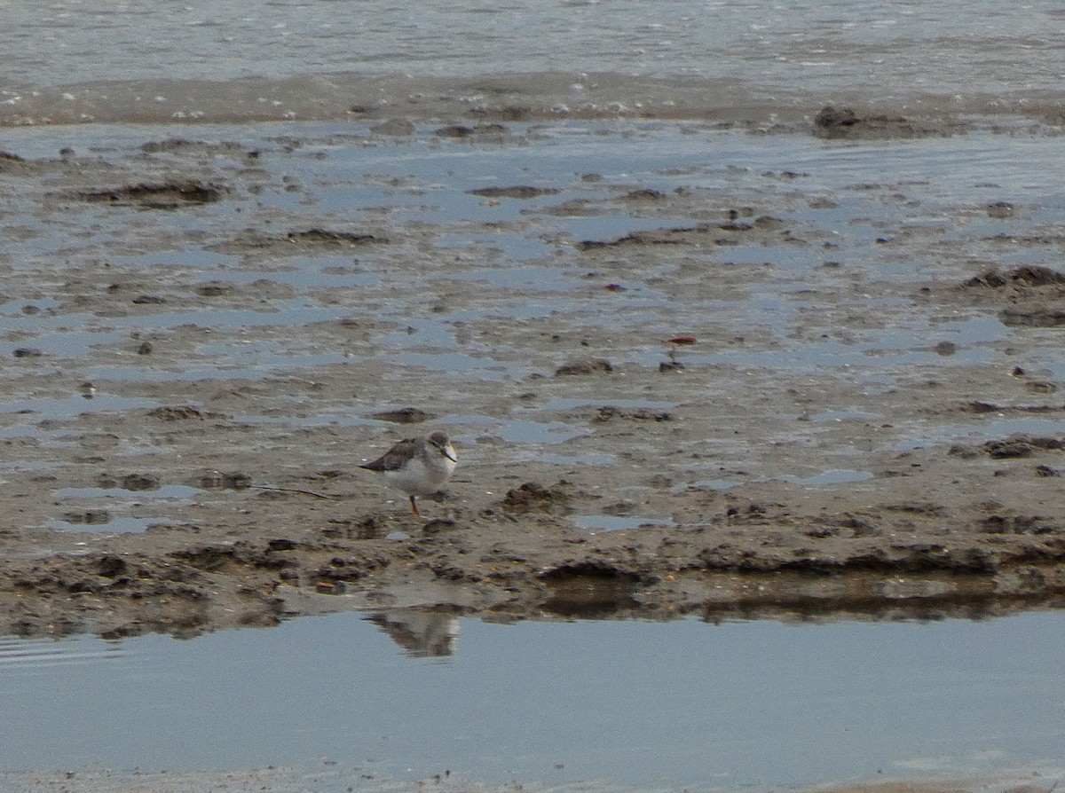 Матигар хөгчүү - ML647348375