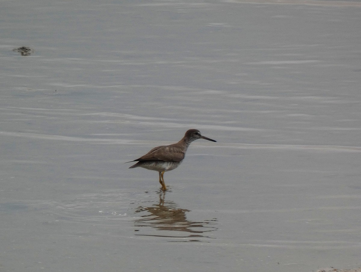 Буурал хөгчүү - ML647348389