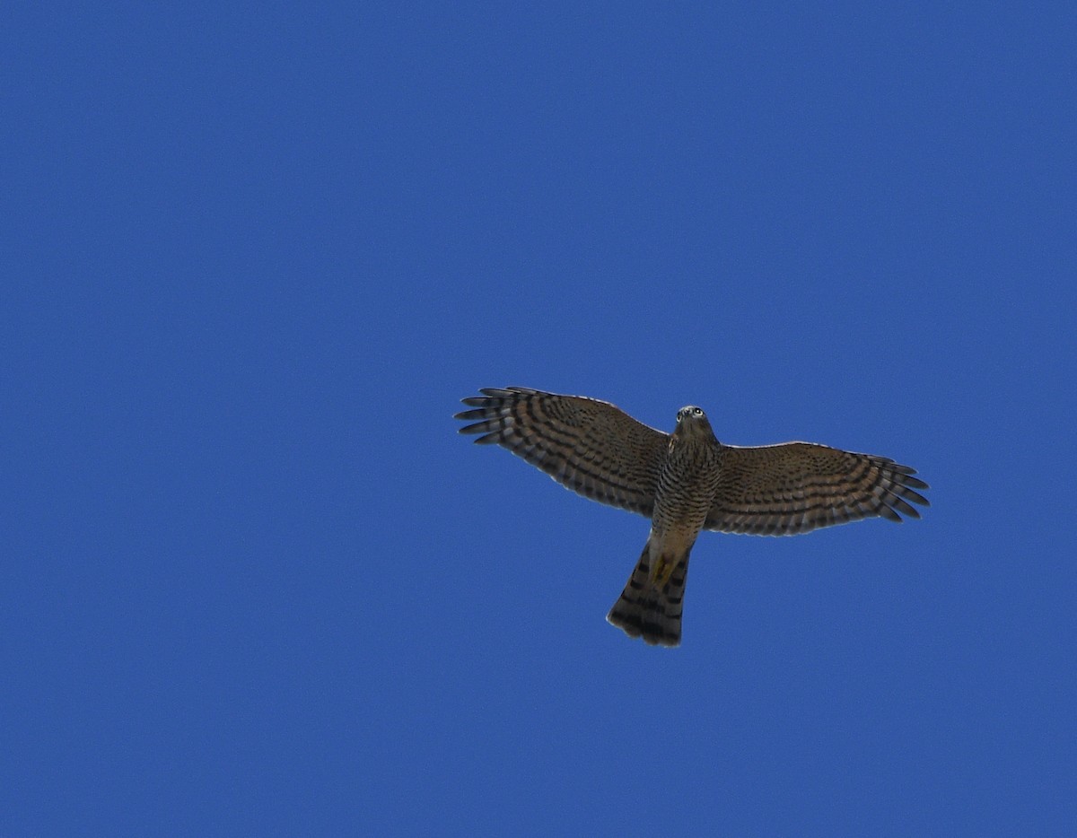 Eurasian Sparrowhawk - ML647348390