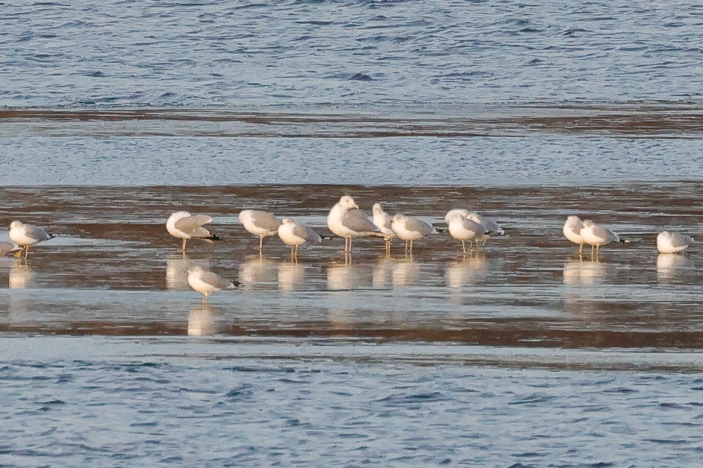 American Herring Gull - ML647348392