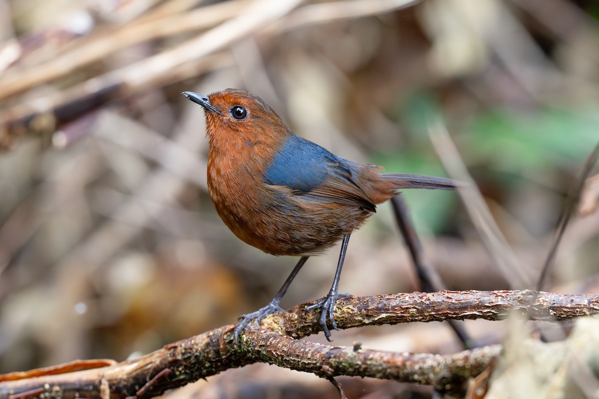 Bornean Shortwing - ML647348403