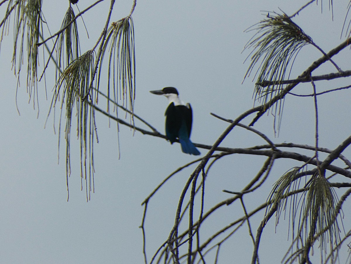 Torresian Kingfisher - ML647348414