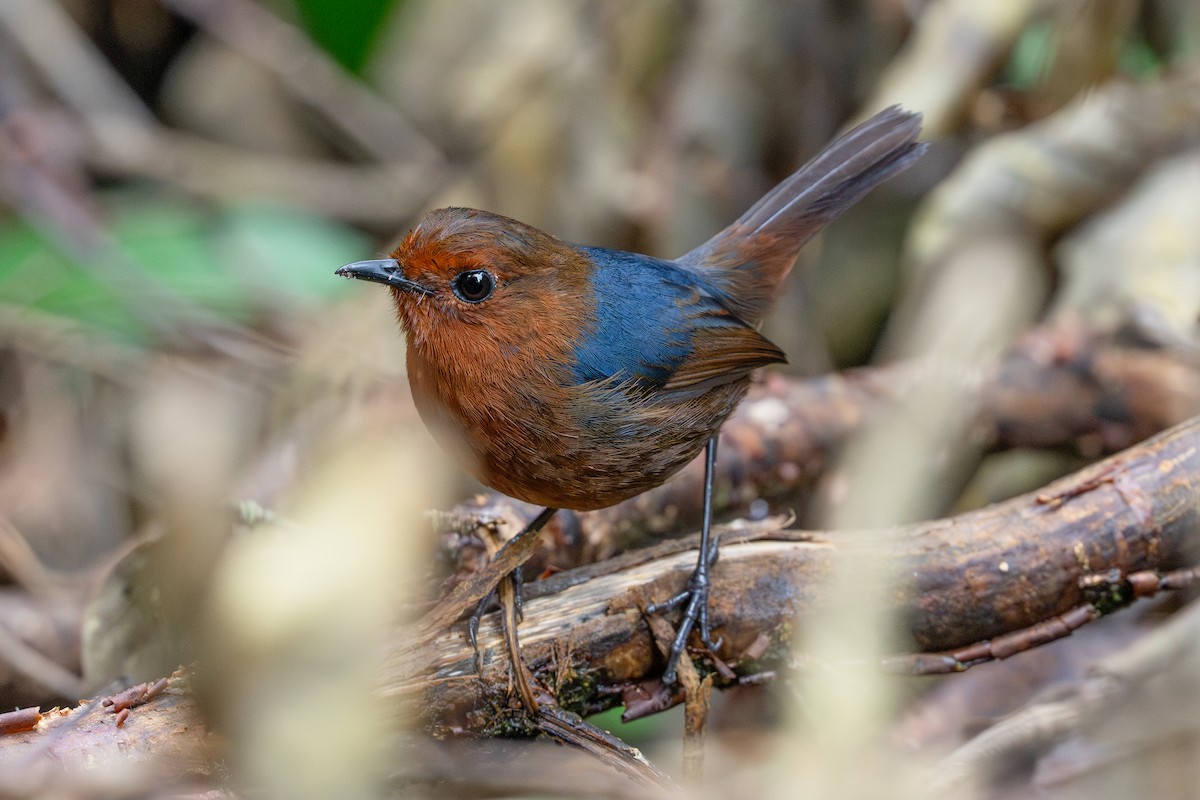 Bornean Shortwing - ML647348415