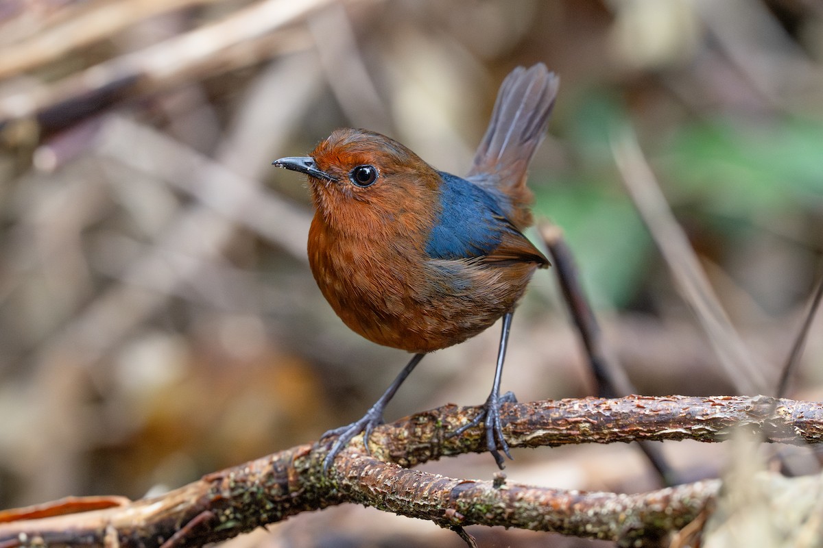 Bornean Shortwing - ML647348417