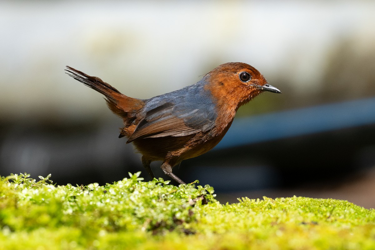 Bornean Shortwing - ML647348418