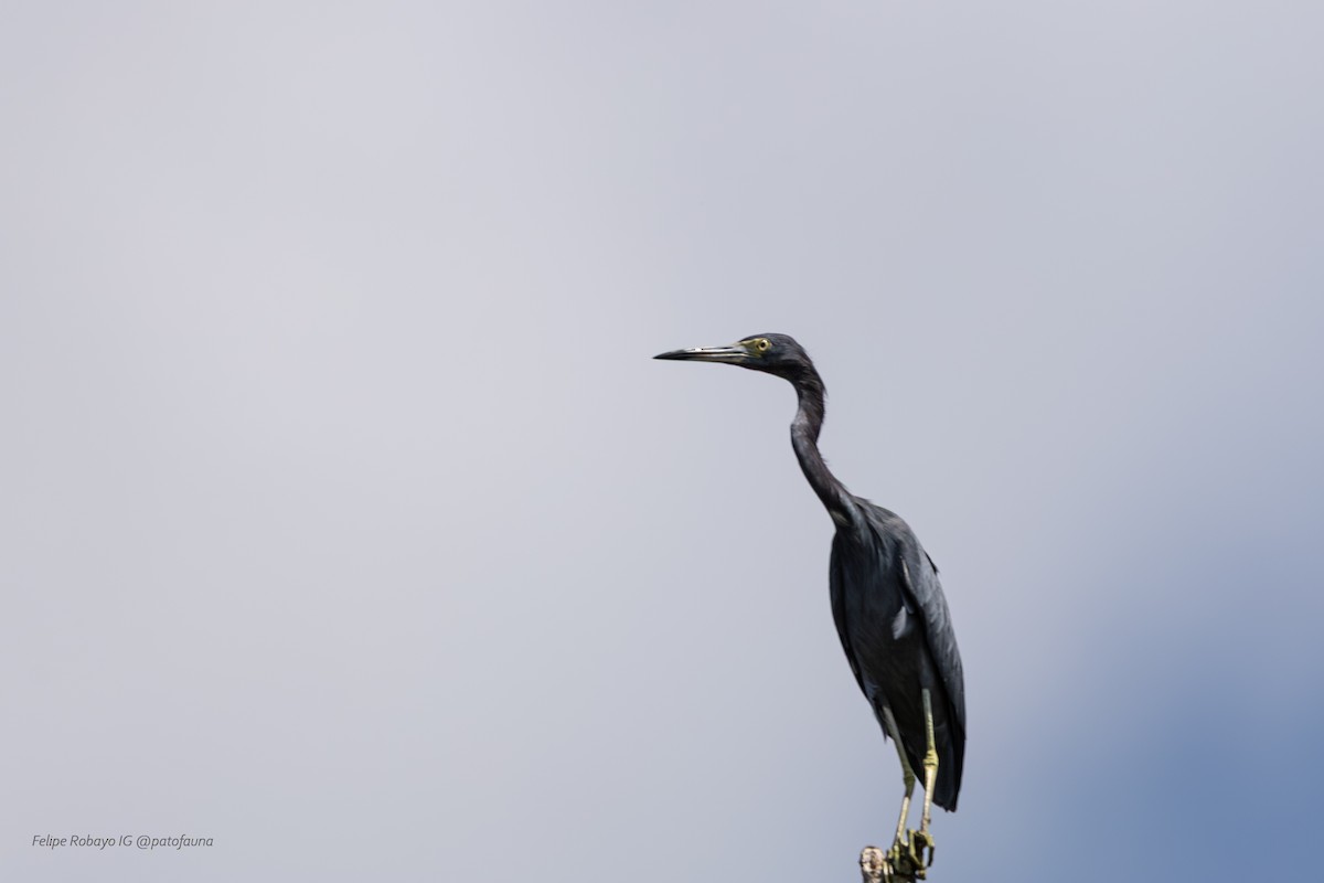Little Blue Heron - ML647348420