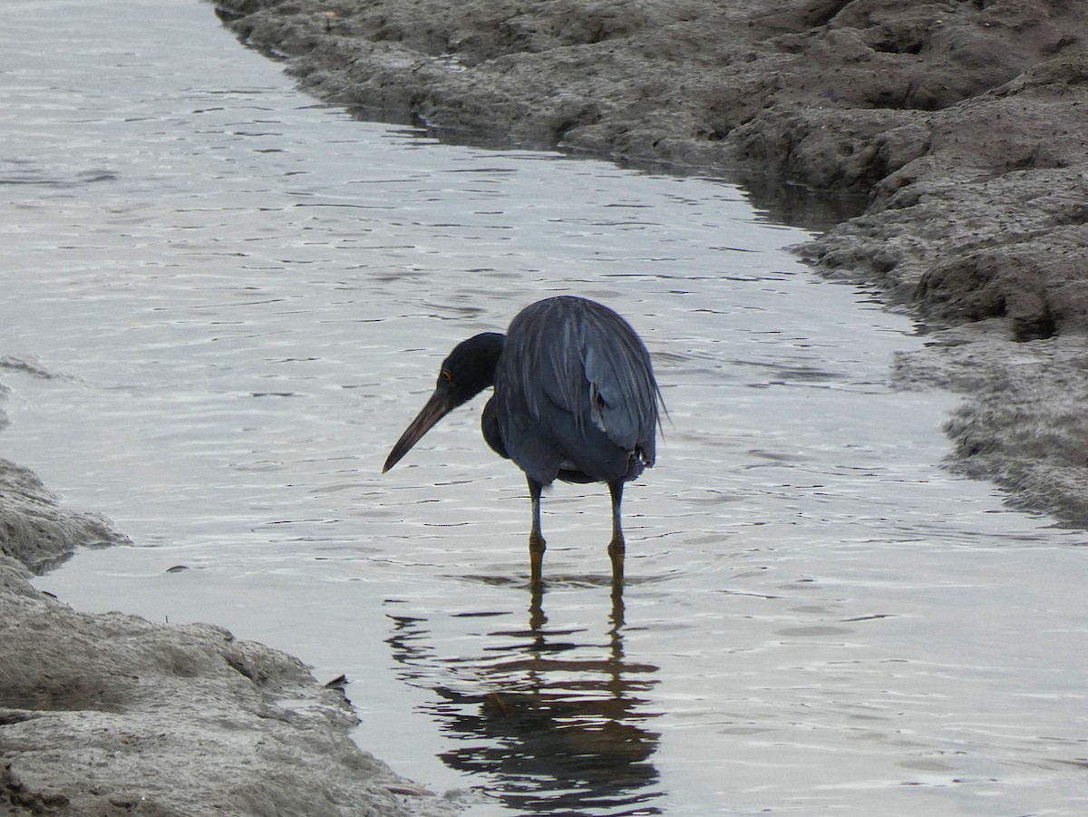 Pacific Reef-Heron - ML647348421