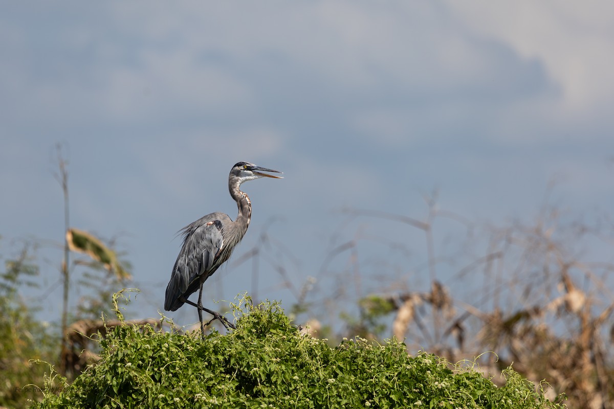 Great Blue Heron - ML647348424