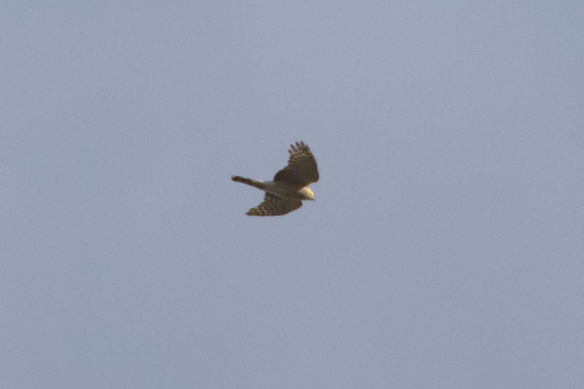 Eurasian Sparrowhawk - ML647348432